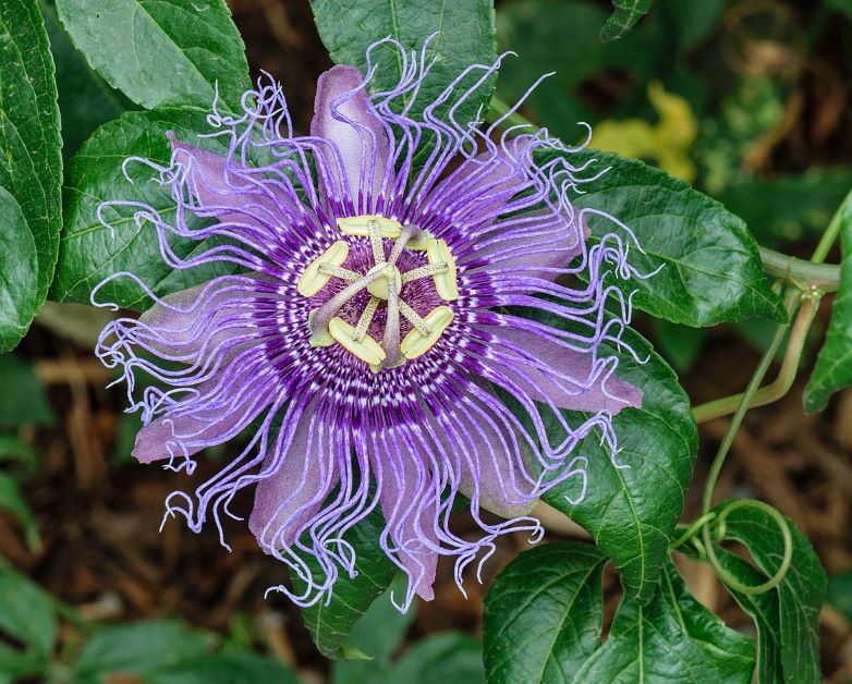 passion fruit flower