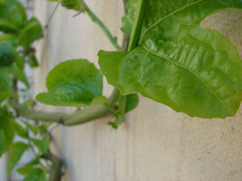 passionfruit living wall