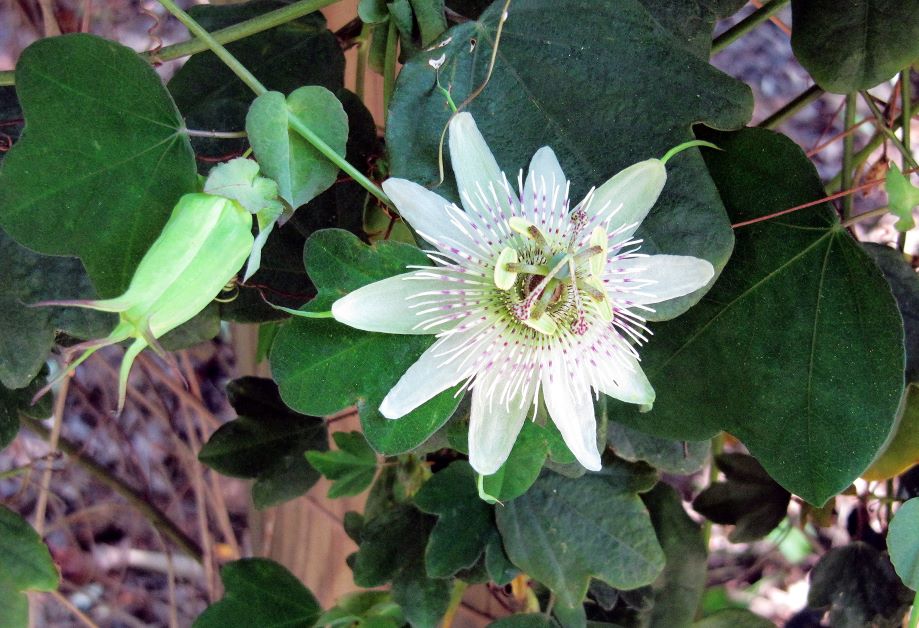 pinelands passionflower