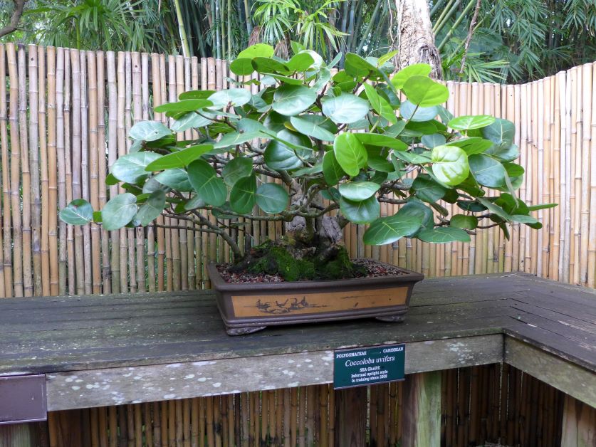 sea grape bonsai