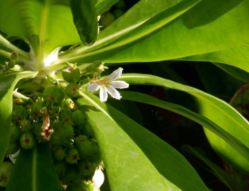 sea grape flower