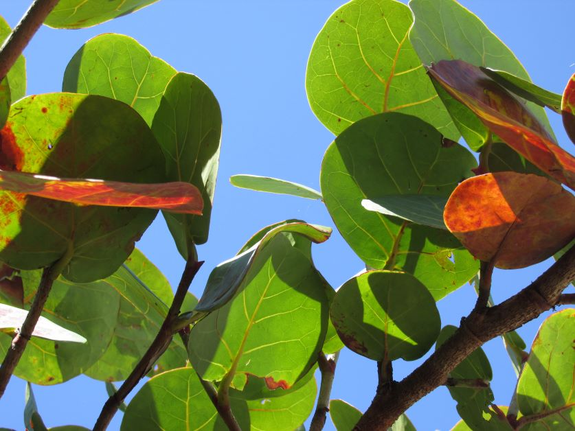 are florida sea grapes edible