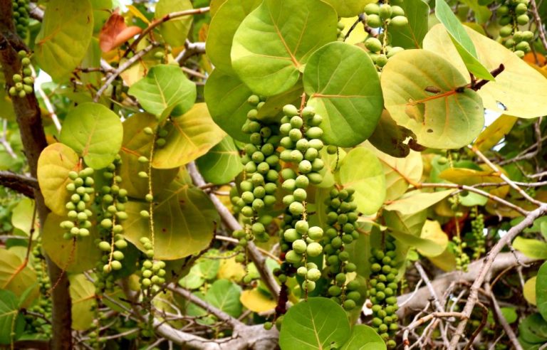 How to Grow Sea Grapes in Florida