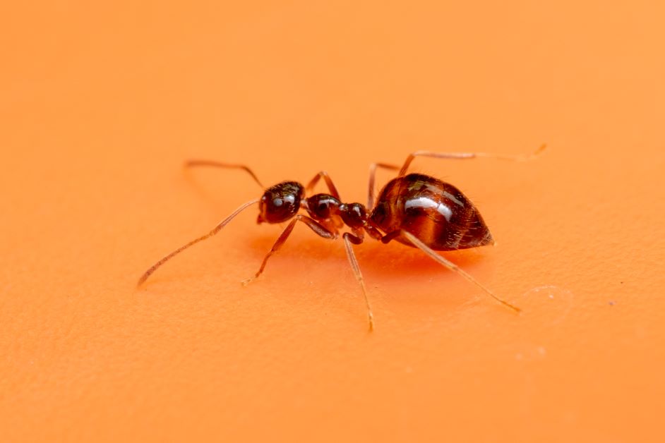 small honey ant