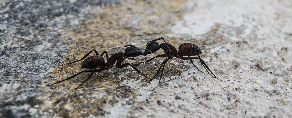 ant control in yard, two ants in combat