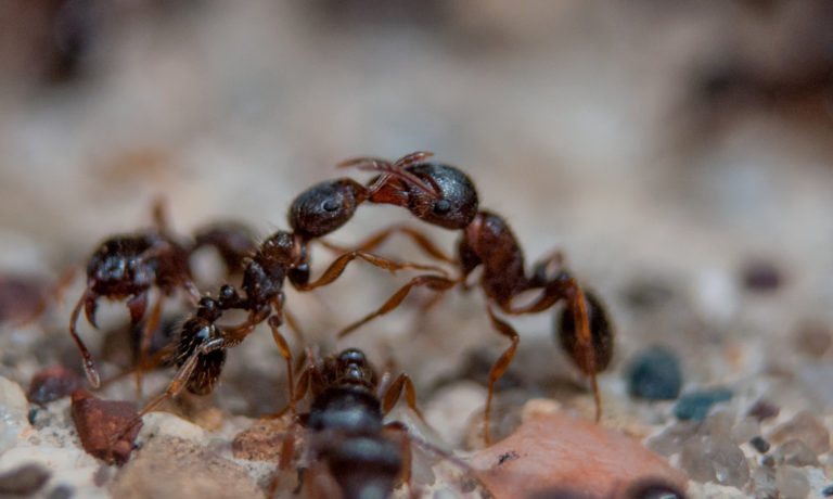 How to Control Ants in the Garden by Starting an Ant War