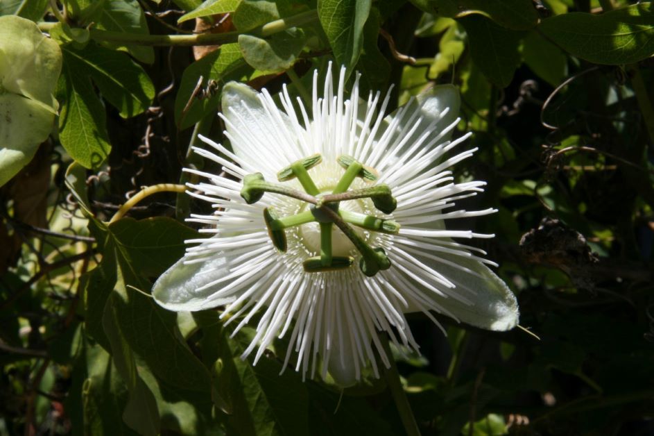 white passionflower