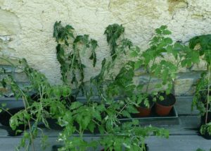 bacterial wilt on tomatoes