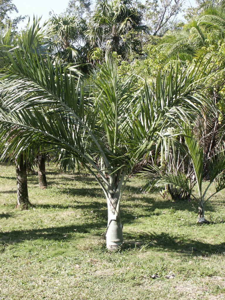 buccaneer palm