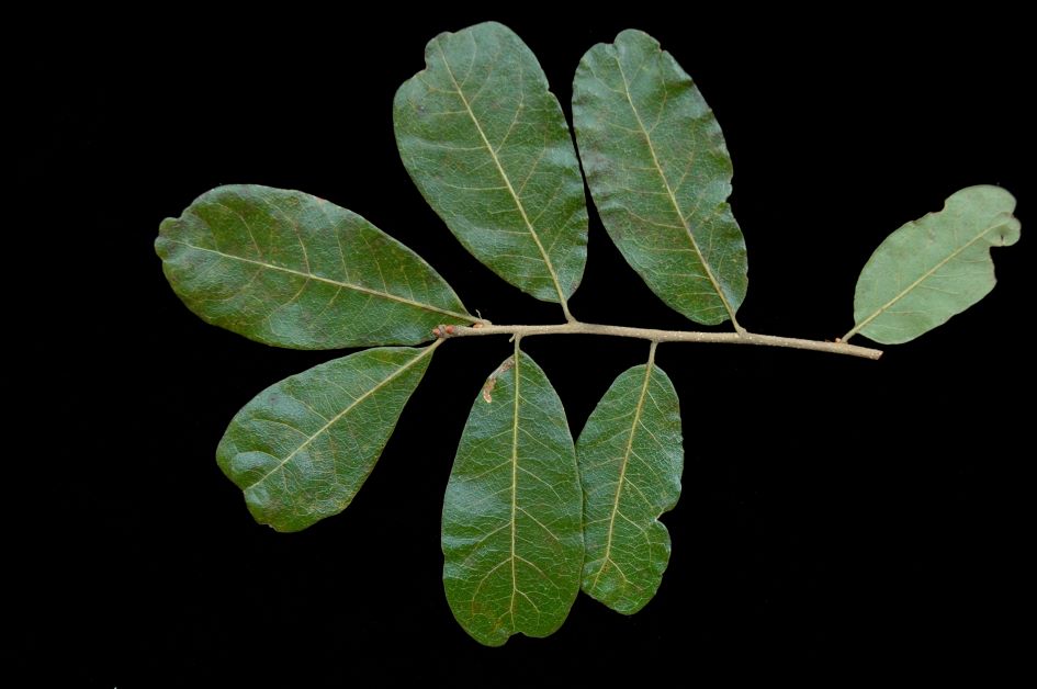 chapman oak, types of oak trees in florida