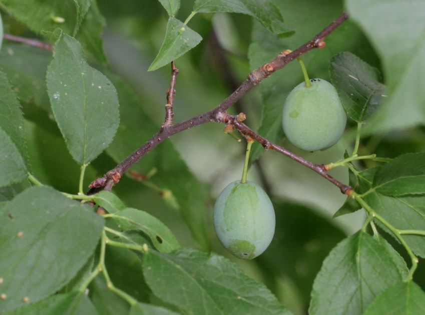 chickasaw plum fruit