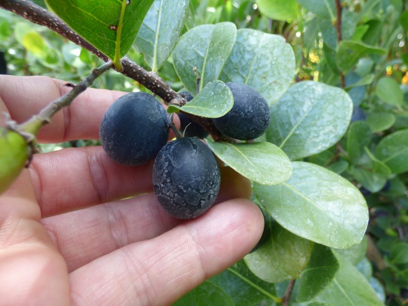 Cocoplum fruit