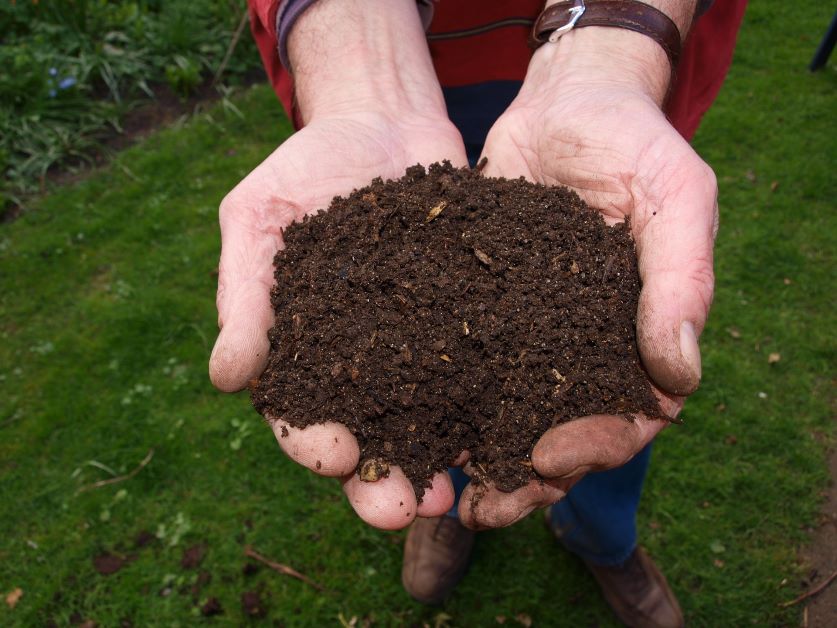 how to use oak leaves compost