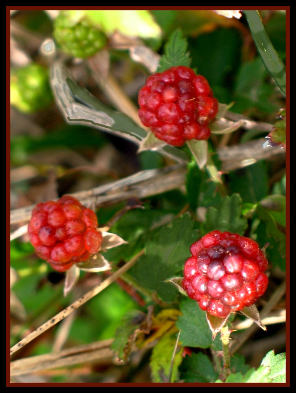 dewberries, florida native fruit