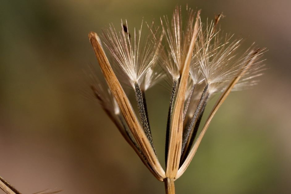 papalo seeds