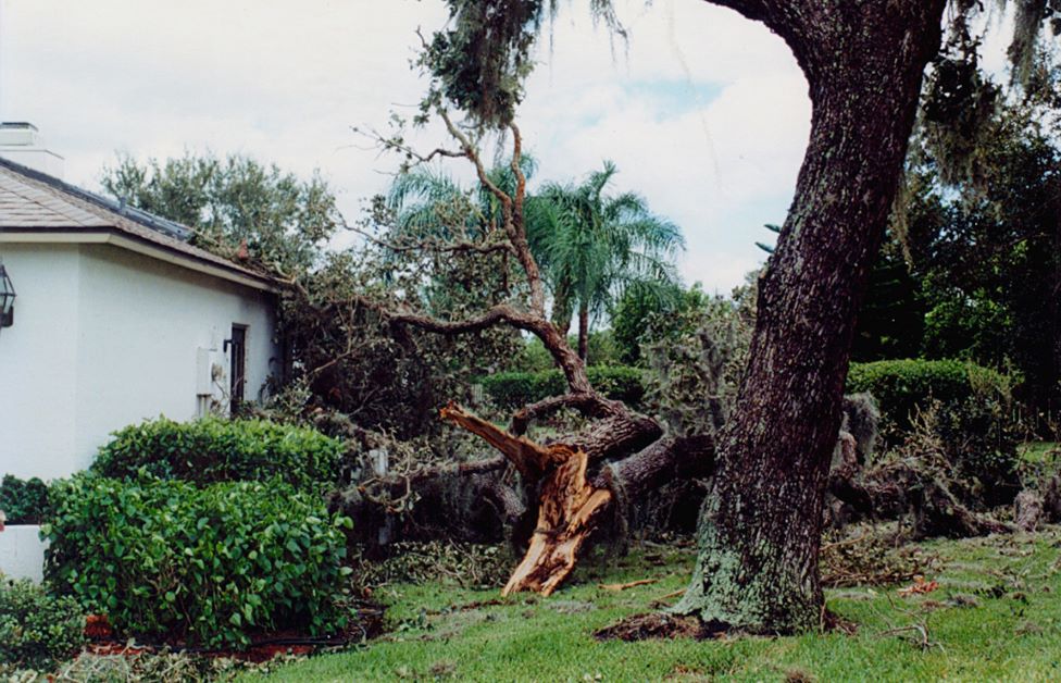 oak tree in hurricane