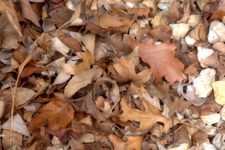 Are Oak Leaves Good for Composting?