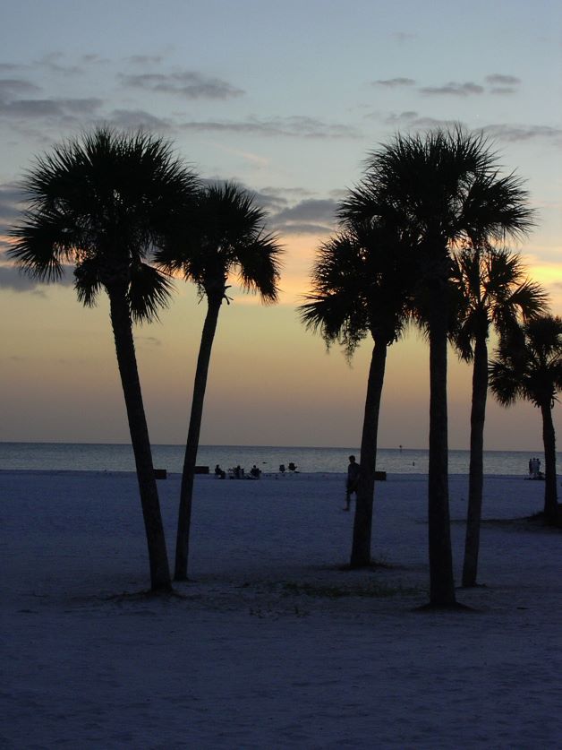 The 12 Native Palm Trees of Florida