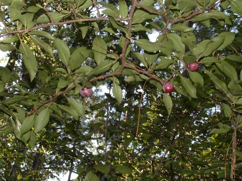 flatwoods plum fruit