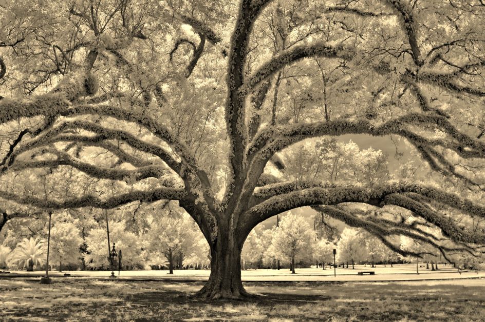 how big do live oaks get