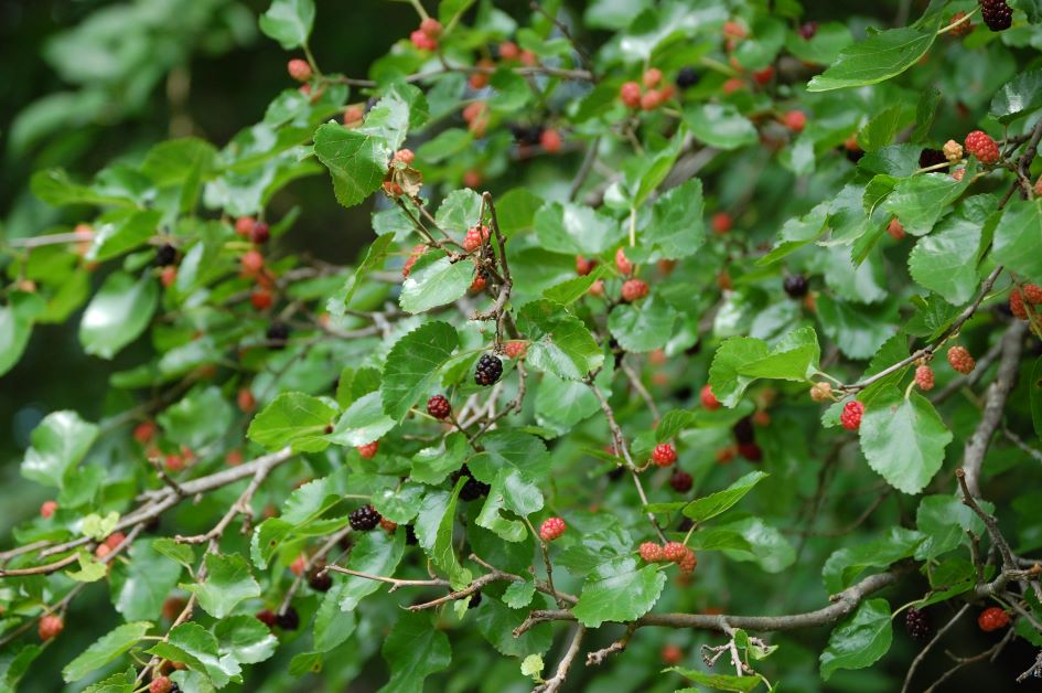 mulberry florida native fruit