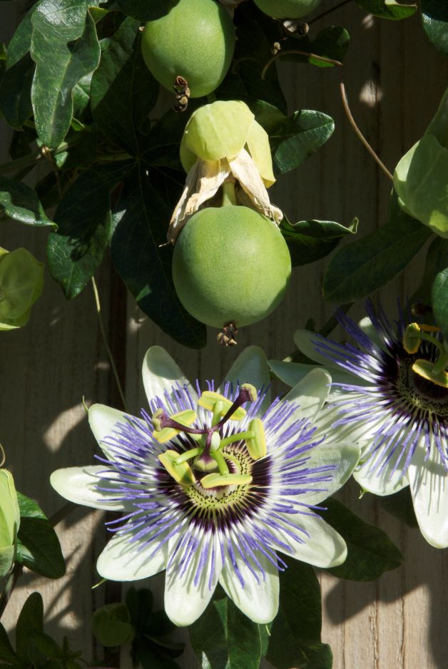 passionfruit florida native fruit