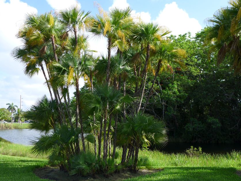 paurotis palm, everglades palm, palm trees that grow in florida