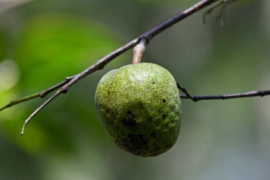 can you eat pond apples