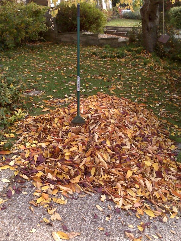 oak leaves compost