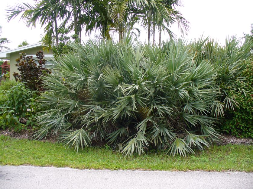 saw palmetto