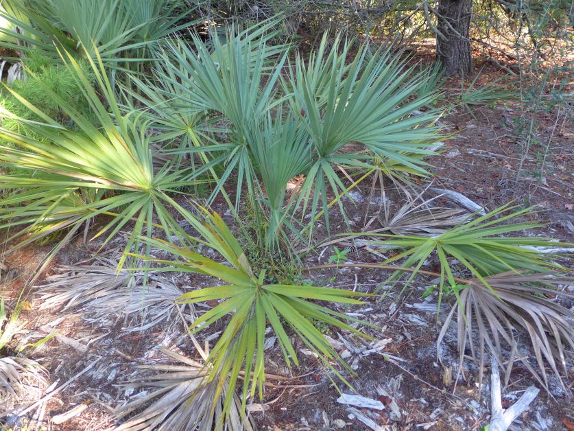scrub palmetto, pictures of florida native palm trees