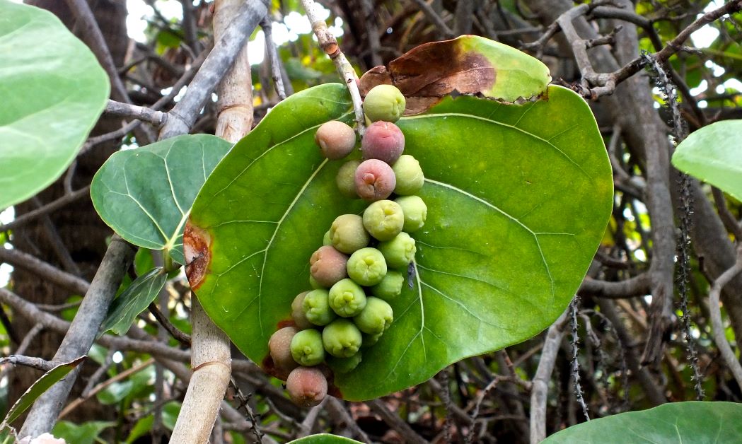 are sea grapes edible