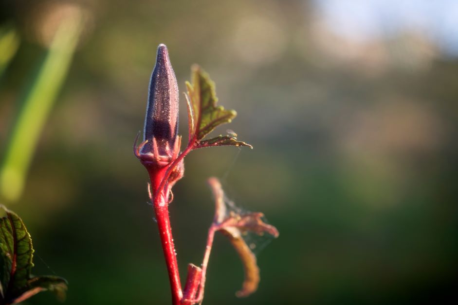 how to grow okra, burgundy okra