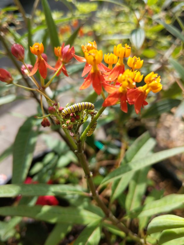 is tropical milkweed killing monarch butterflys, monarch caterpillars on tropical milkweed