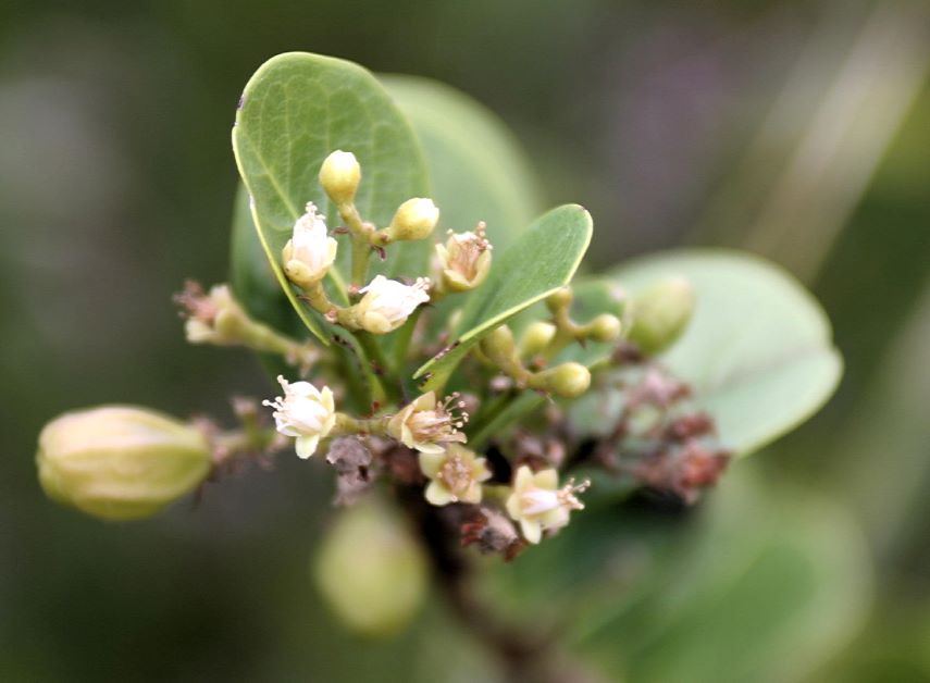 cocoplum flowers