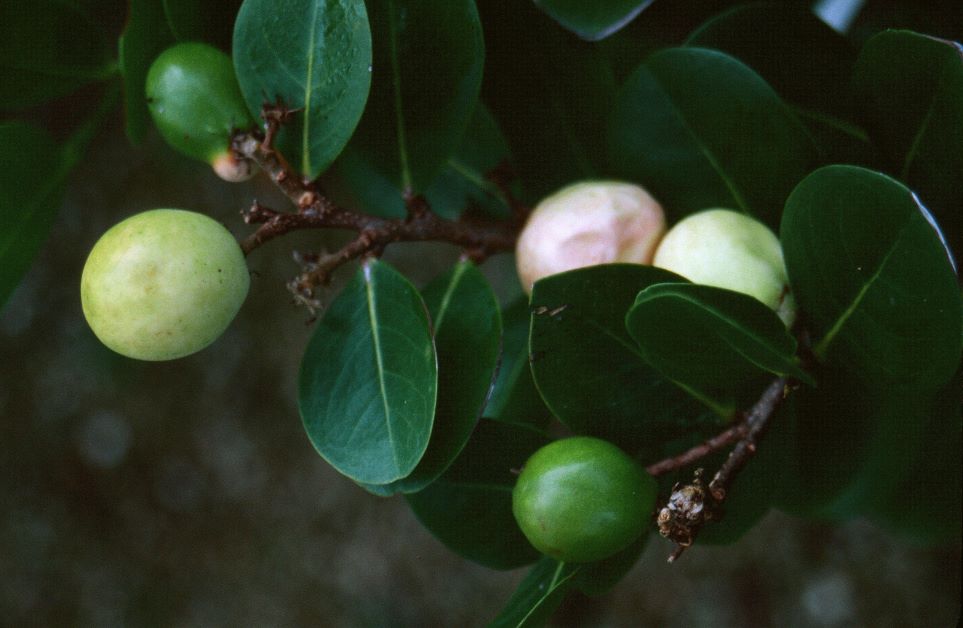 cocoplum fruit