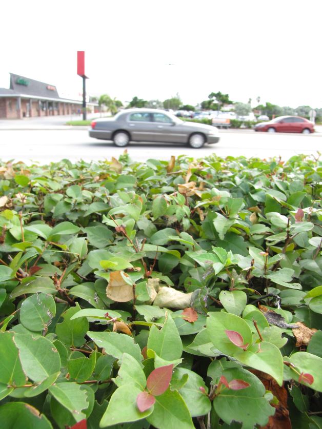 cocoplum groundcover