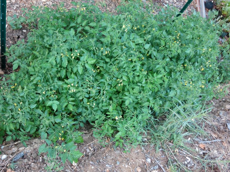 everglades tomato