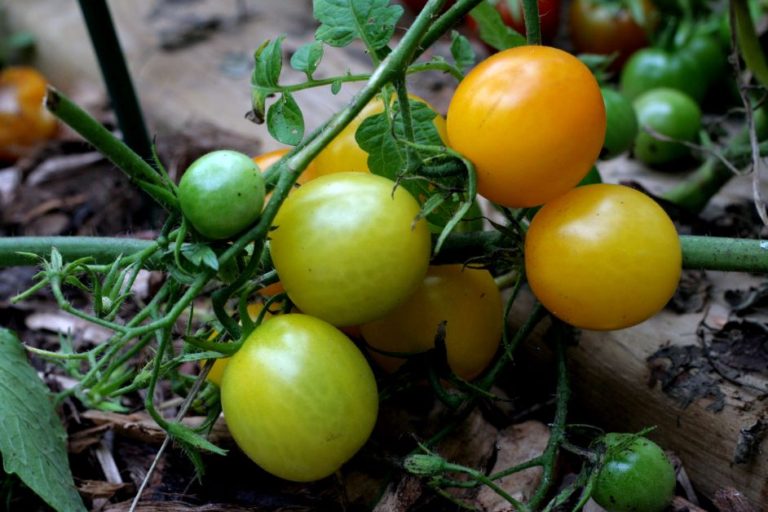 The Best Tomatoes to Grow in Florida