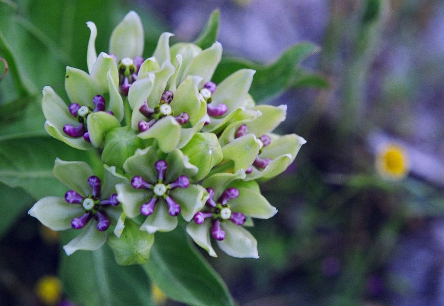 green antelopehorn milkweed