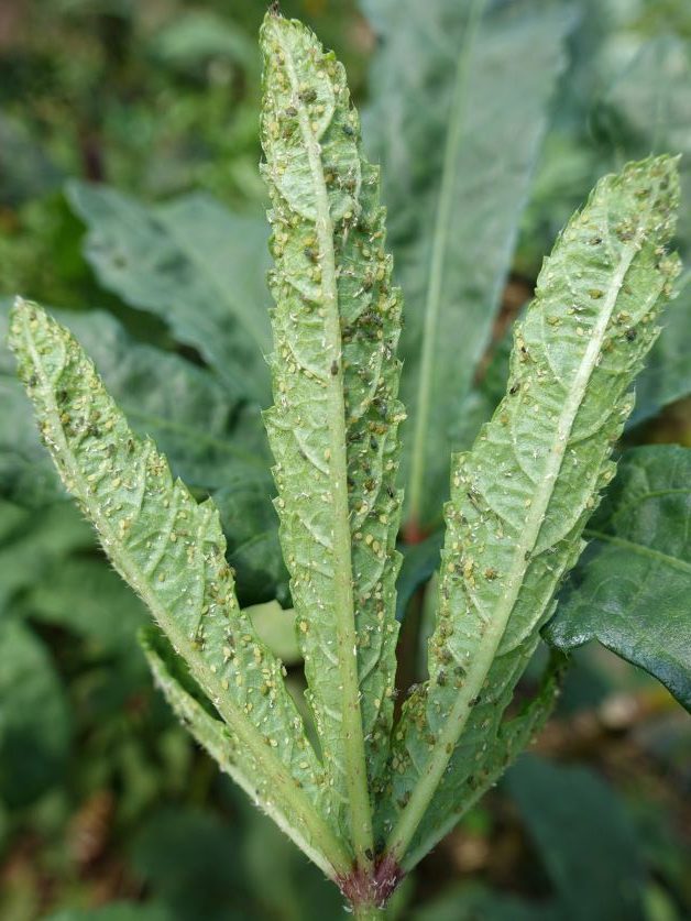 ahpids on okra plant