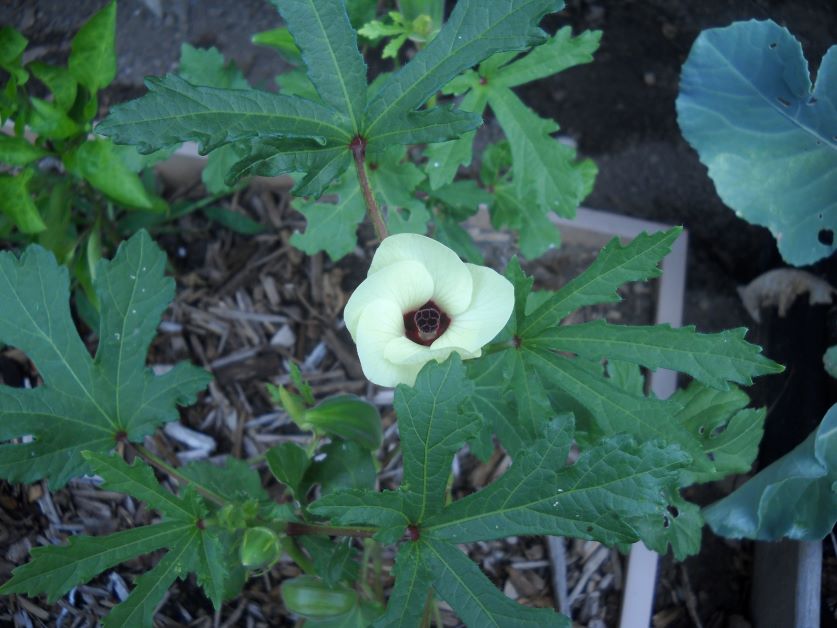 okra plants and flower, growing okra in florida