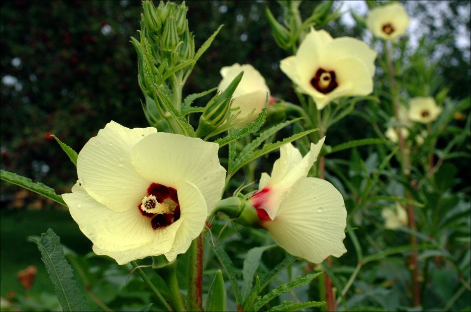 growing okra in florida, okra flowers