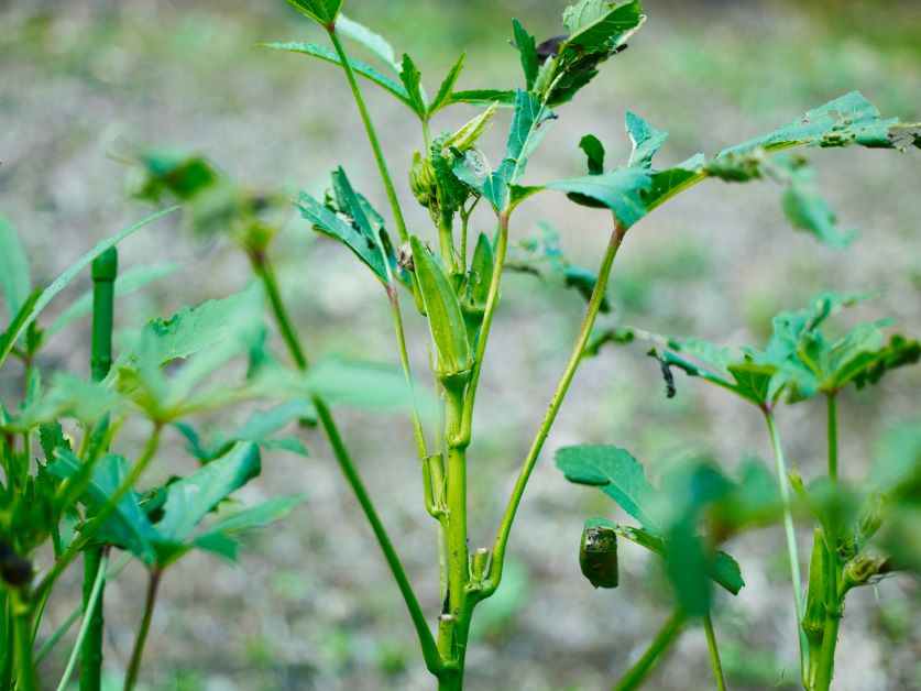 how to grow okra in florida