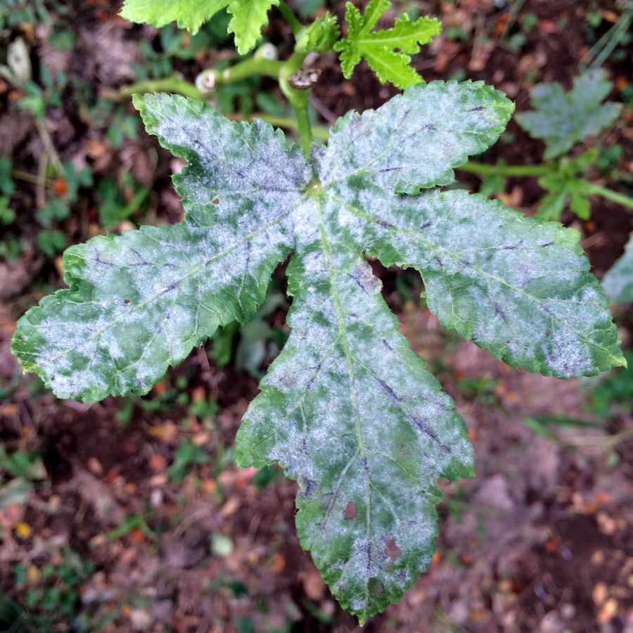 powdery mildew on okra