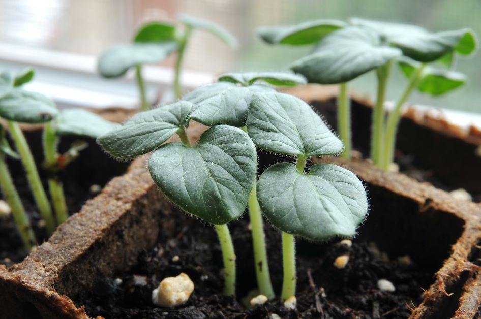 okra seedlings