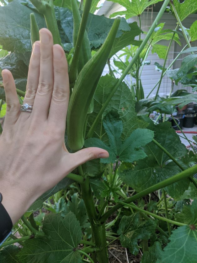 okra too big, when to pick okra