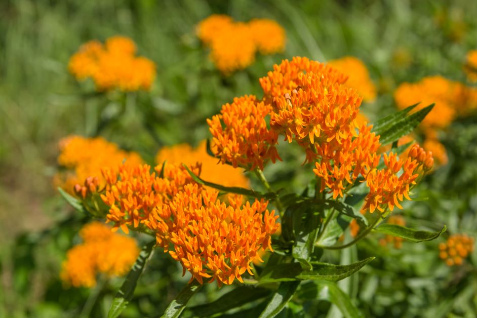 orange butterfly weed