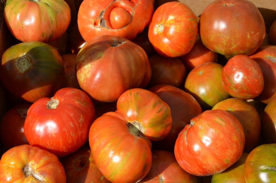 easiest tomatoes to grow in florida