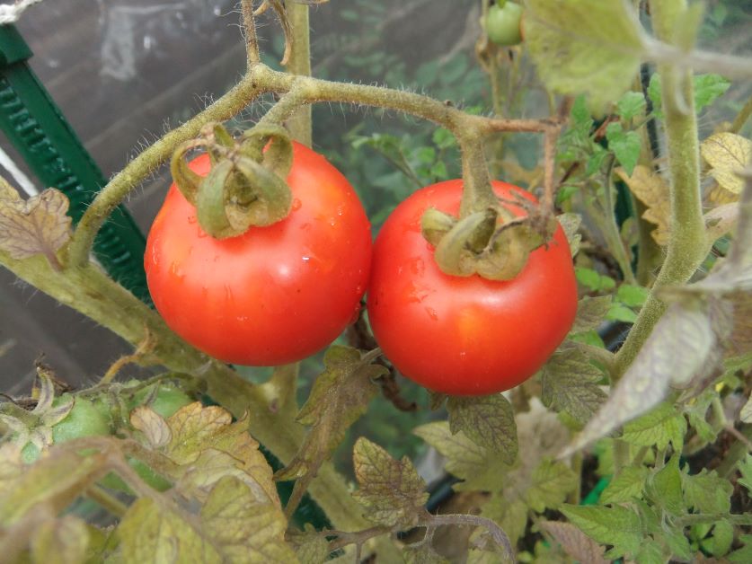 best tomato varieties for florida